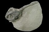 Crinoid (Onychocrinus) Fossil - Crawfordsville, Indiana #136542-1